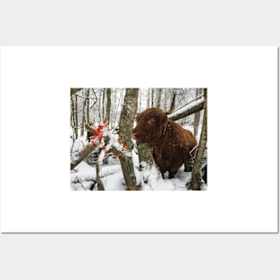 Scottish Highland Cattle Cow 2202 Posters and Art